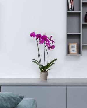 There's more to orchids than just a decorative shelf filler...