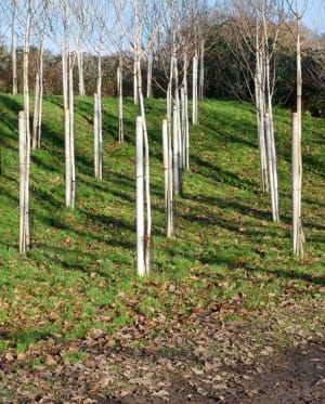 Planting QGC trees in the Forest of Marston Vale